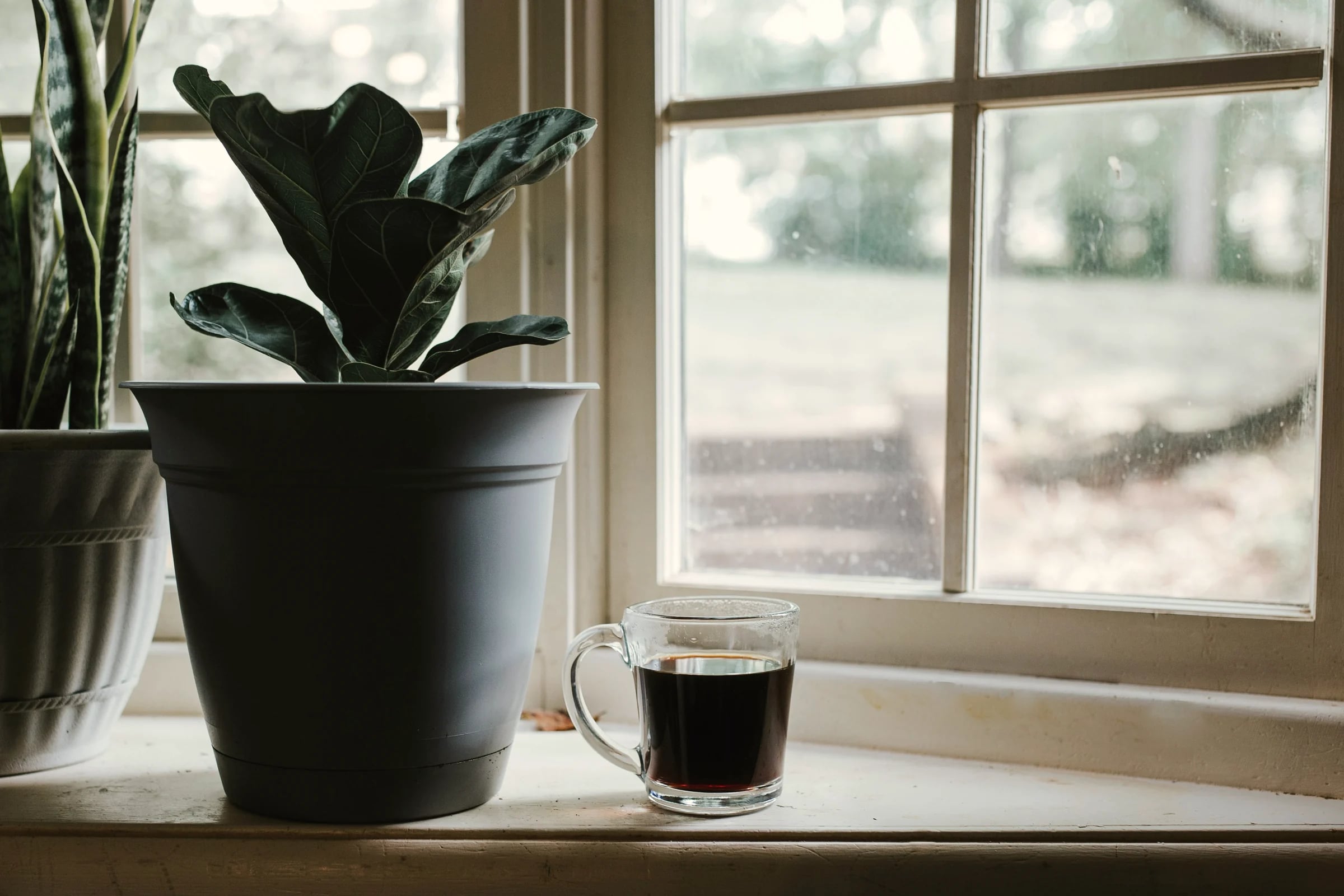A cup of black coffee on a sunny windowsill beside a potted fiddle-leaf fig