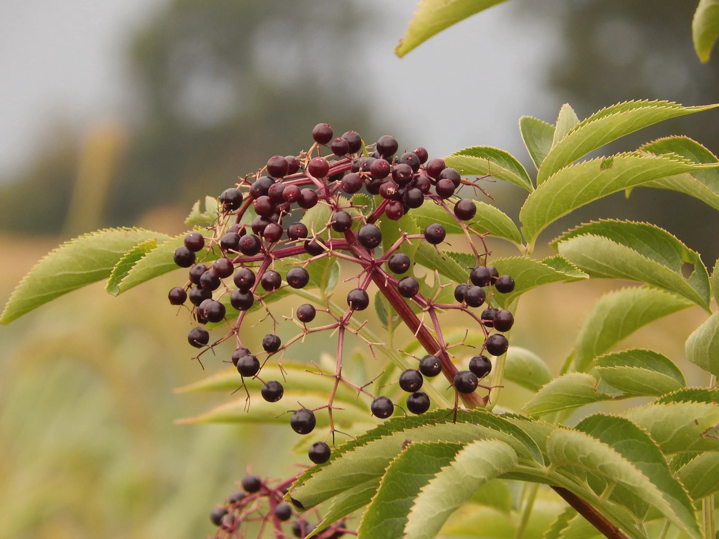 Clusters of ripe elderberries on the branch