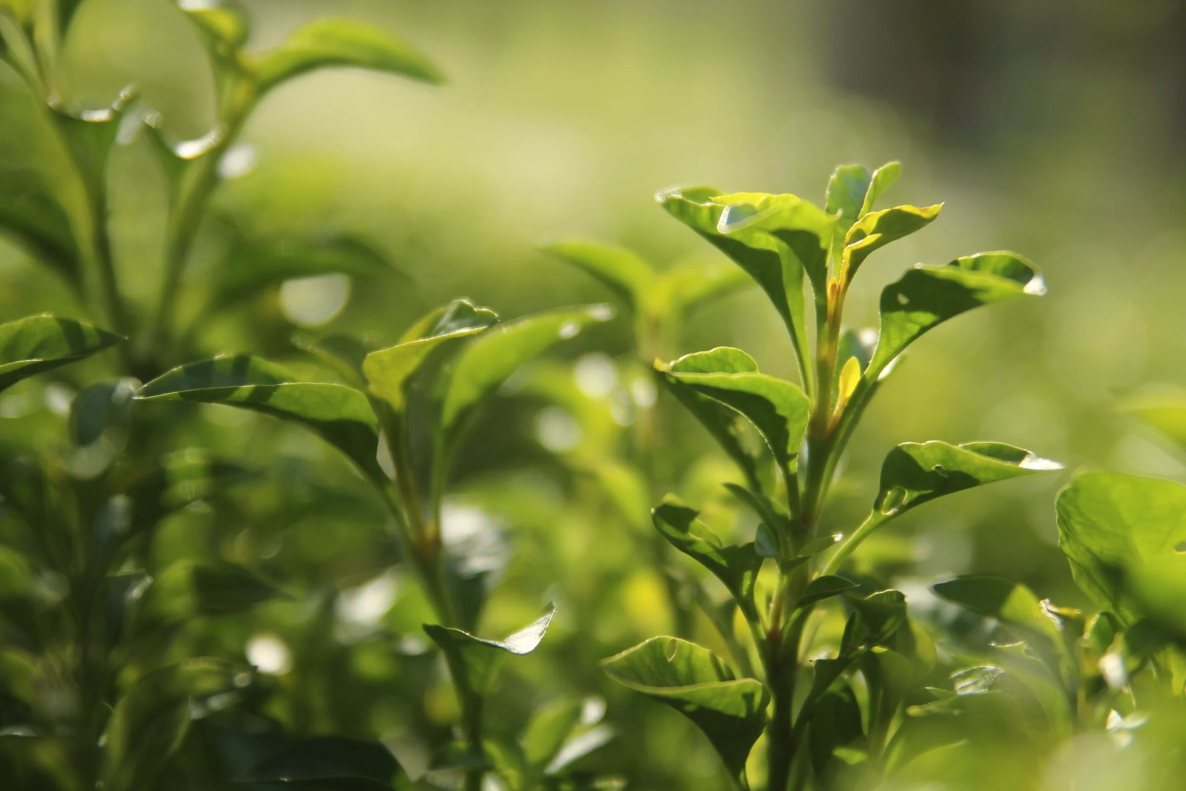 Fresh green leaves on a shrub in sunlight