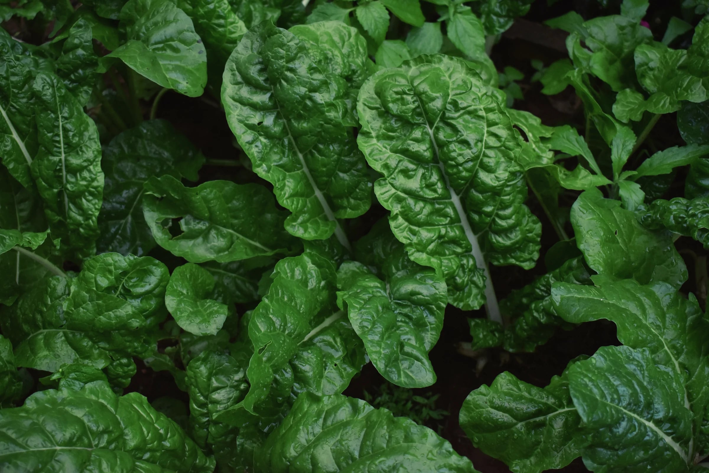 Dark green chard leaves growing in a garden