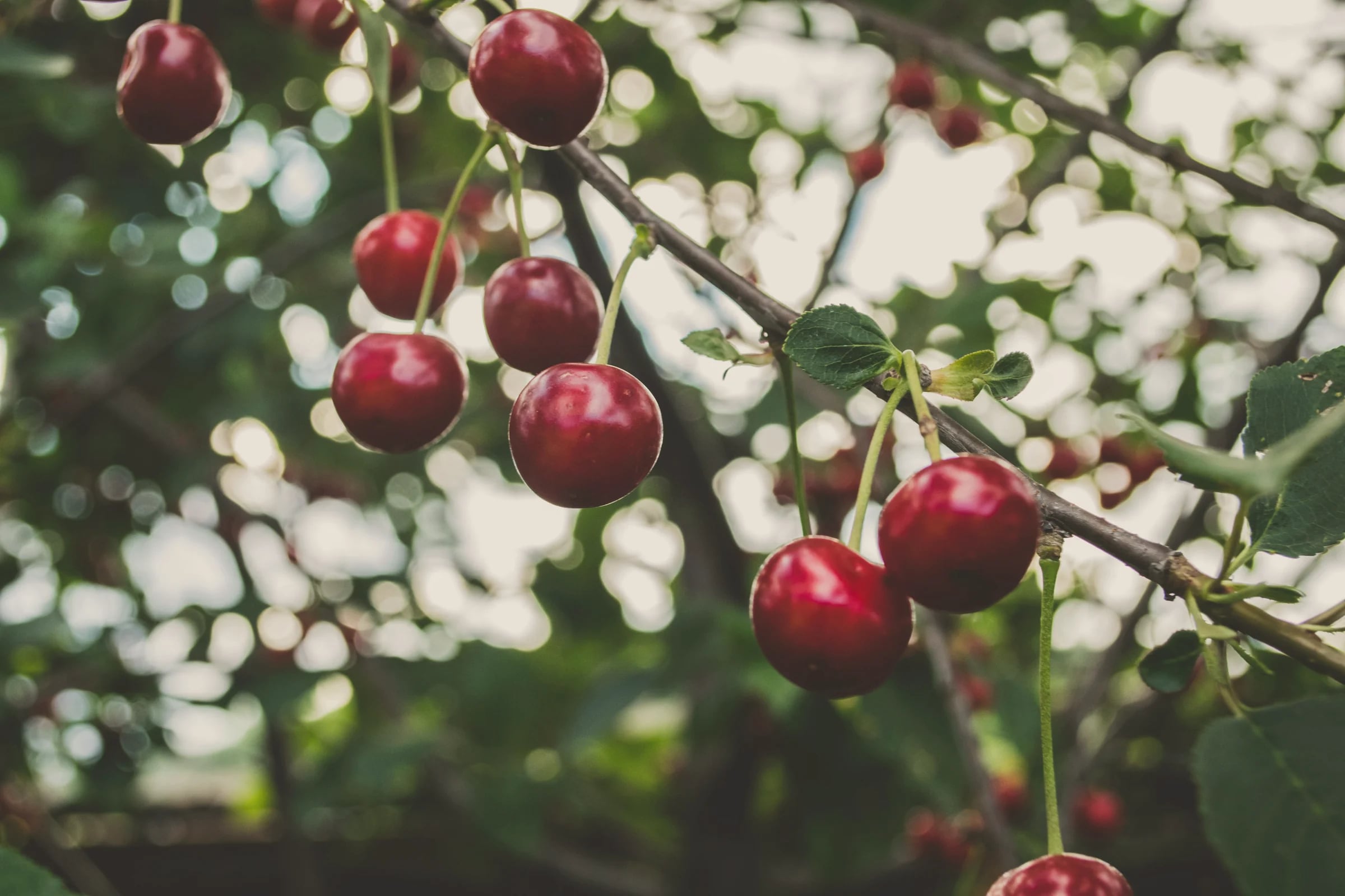 Ripe red cherries hanging on the tree