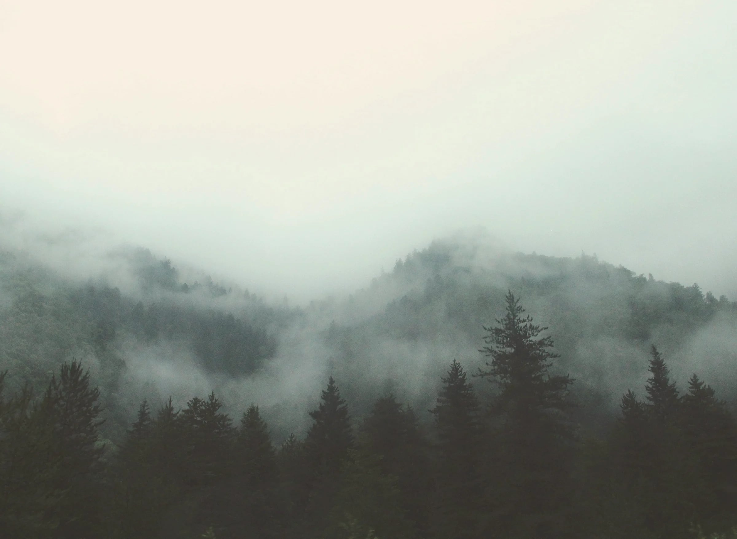 Low fog drifting over a pine forest